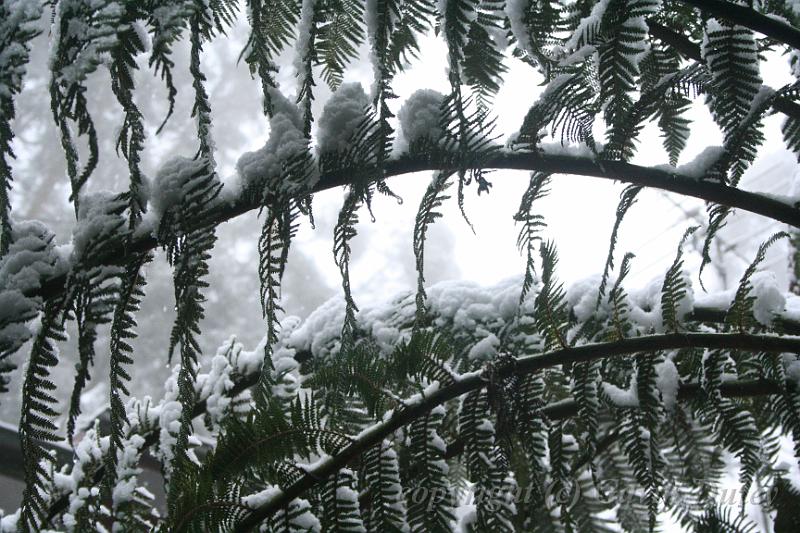 Snow on tree ferns, Sassafras IMG_7603.JPG